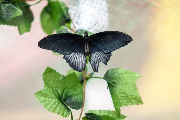 Тропическая бабочка Папилио Лоуи — стоковое фото