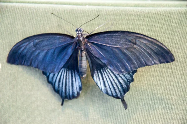 Mariposa tropical Papilio Lowi macho — Foto de Stock