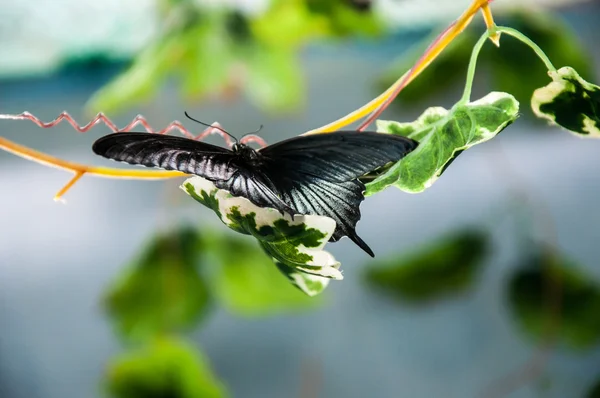 Papillon tropical Papilio Lowi mâle — Photo