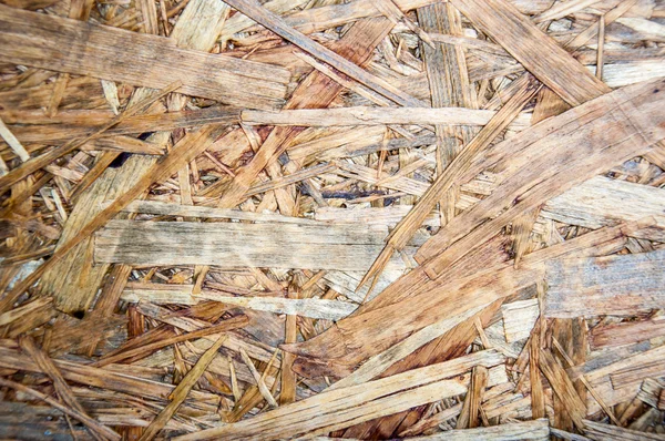 Konsistens av trädlevande plattan — Stockfoto