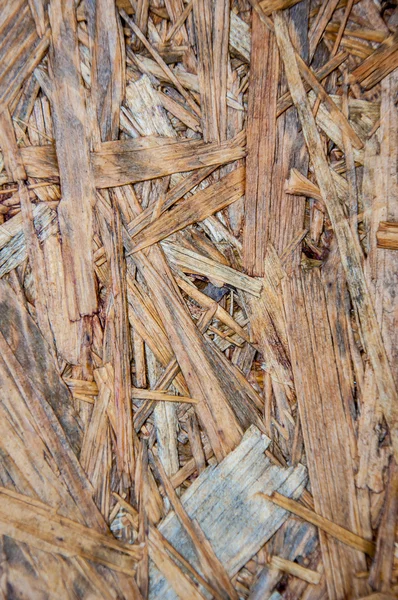 Konsistens av trädlevande plattan — Stockfoto