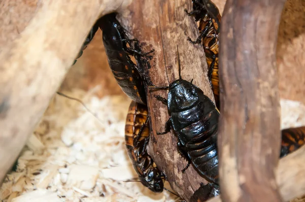 Scarafaggio del Madagascar Gromphadorhina o — Foto Stock