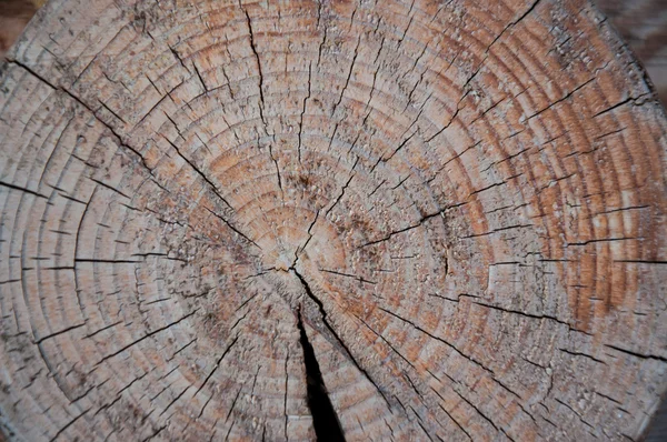 Texture gli anelli annuali su un taglio di un albero — Foto Stock