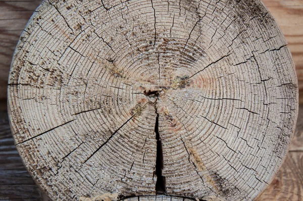Textur der Jahresringe auf einem Baumschnitt — Stockfoto