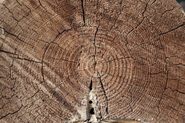Ağaç kesme yıllık halkaları doku
