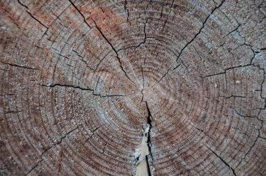 Ağaç kesme yıllık halkaları doku