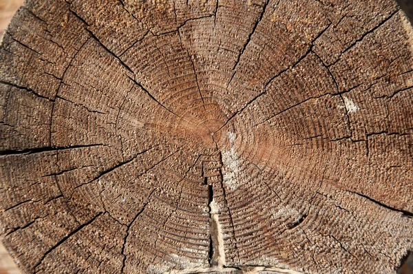 Textur årliga ringar på ett snitt av ett träd — Stockfoto