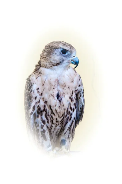 Falcon Baloban oder Falco-Kirschteppich — Stockfoto