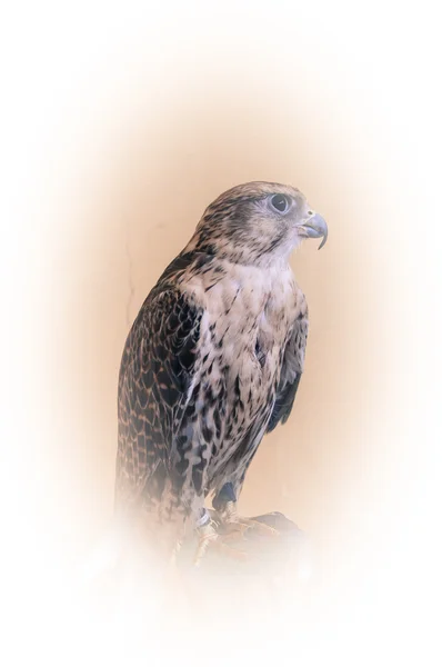 Falco Baloban o Falco cherrug — Foto Stock