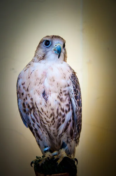 Falcon Baloban atau Falco cherrug — Stok Foto