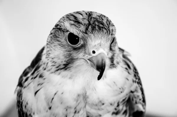 Falcon Baloban або Falco cherrug — стокове фото