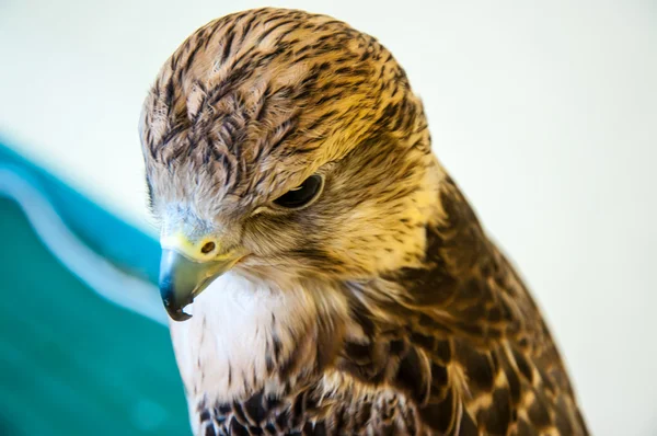 Falcon Baloban oder Falco-Kirschteppich — Stockfoto