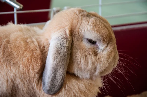 Ovejas con orejas de conejo — Foto de Stock