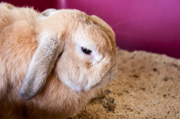 Rabbit lop-eared sheep — Stock Photo, Image