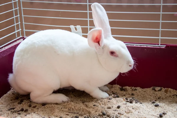 Rabbit Butterfly — Stock Photo, Image