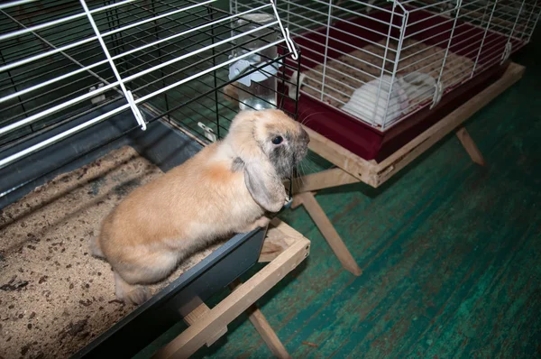 Conejo enano Rex satén —  Fotos de Stock