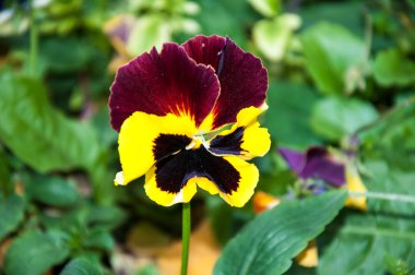 çiçek hanım evlatları veya cazibeli viola