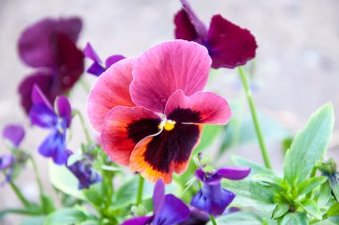 çiçek hanım evlatları veya cazibeli viola