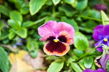 çiçek hanım evlatları veya cazibeli viola