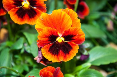 çiçek hanım evlatları veya cazibeli viola