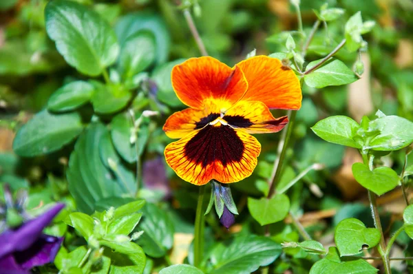 Çiçek hanım evlatları veya cazibeli viola — Stok fotoğraf