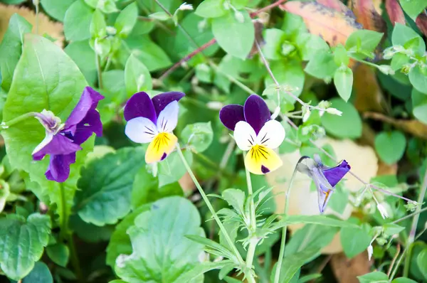 Flowers pansies or charming viola — Stock Photo, Image