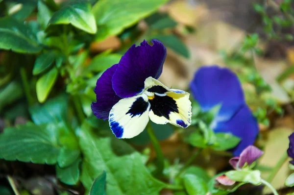 Fleurs pansies ou alto de charme — Photo