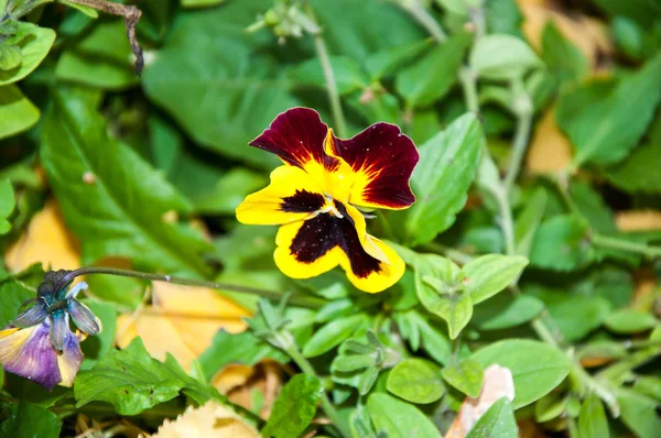 Çiçek hanım evlatları veya cazibeli viola — Stok fotoğraf