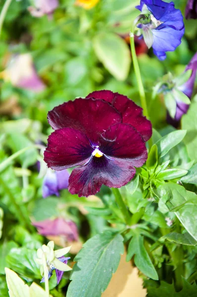 Flores marrones o encantadora viola —  Fotos de Stock