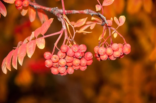 Vernice multicolore autunno Rowan — Foto Stock