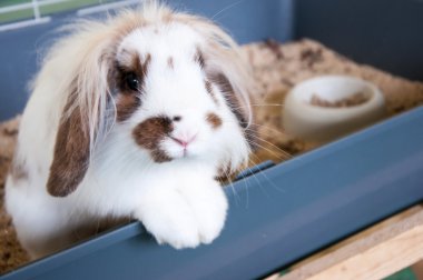 Angora tavşanı lop-eared