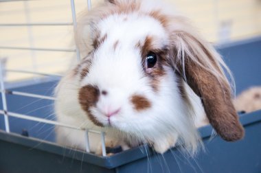 Angora tavşanı lop-eared