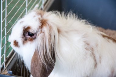 Angora tavşanı lop-eared