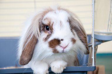 Angora tavşanı lop-eared