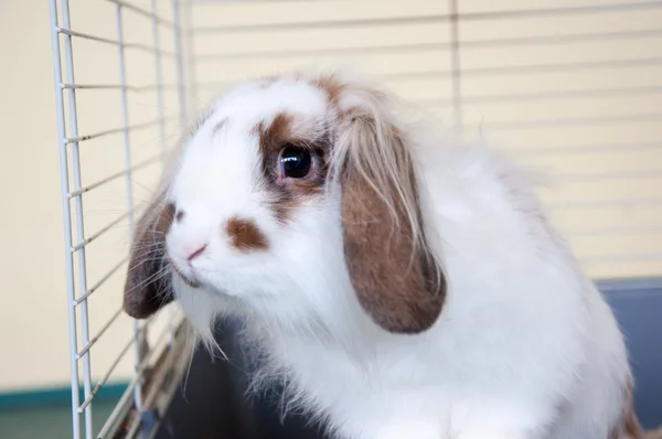 Angora coniglio dalle orecchie a lop — Foto Stock