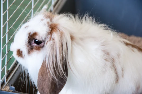 Conejo con orejas de angora — Foto de Stock