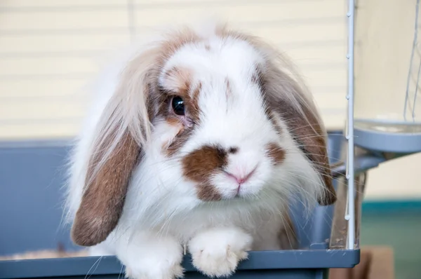 กระต่ายหูแองโกลา — ภาพถ่ายสต็อก