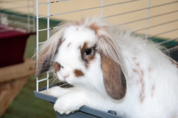 Ангорский кролик — стоковое фото
