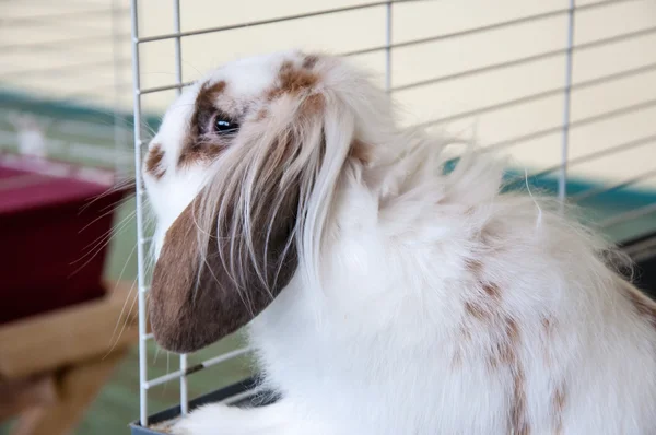 Angora coniglio dalle orecchie a lop — Foto Stock