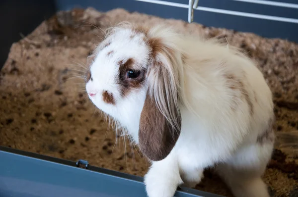 Conejo con orejas de angora — Foto de Stock