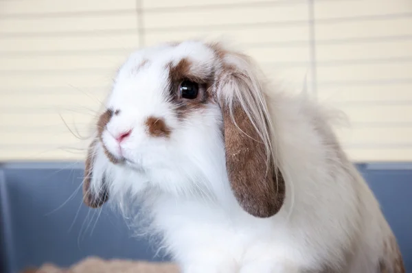 Angora lop-eared rabbit — Stock Photo, Image