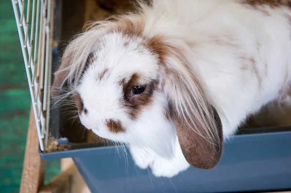 Lapin à oreilles bouclées Angora Photos De Stock Libres De Droits