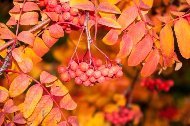çok renkli boya sonbahar rowan.