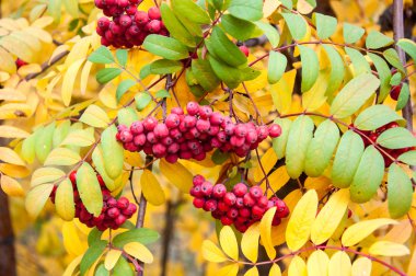 çok renkli boya sonbahar rowan.