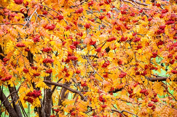 Veelkleurige verf herfst rowan. — Stockfoto