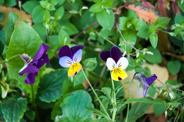 Fleurs pansies ou alto de charme . — Photo