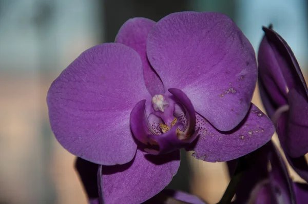 Violeta de orquídea — Fotografia de Stock