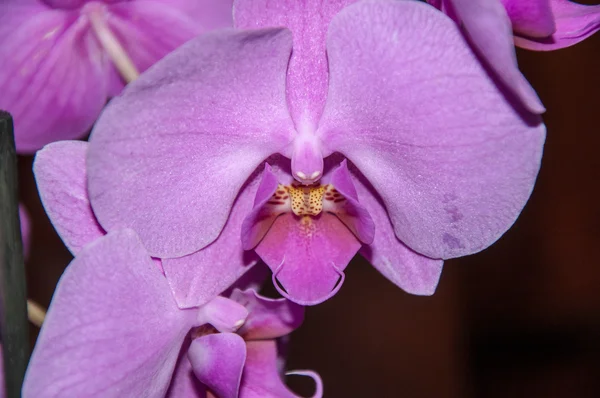 Violeta de orquídea — Fotografia de Stock