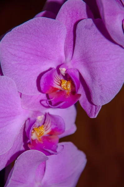 Violeta de orquídea — Fotografia de Stock