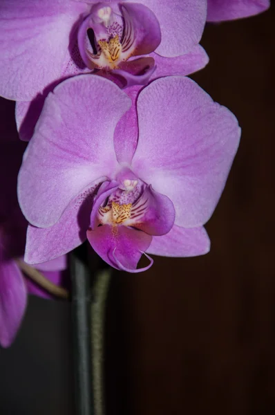 Violeta de orquídea — Fotografia de Stock